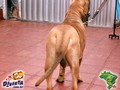 In Memorian - Fila Brasileiro Dourado - Canil Singular - Ben Hur